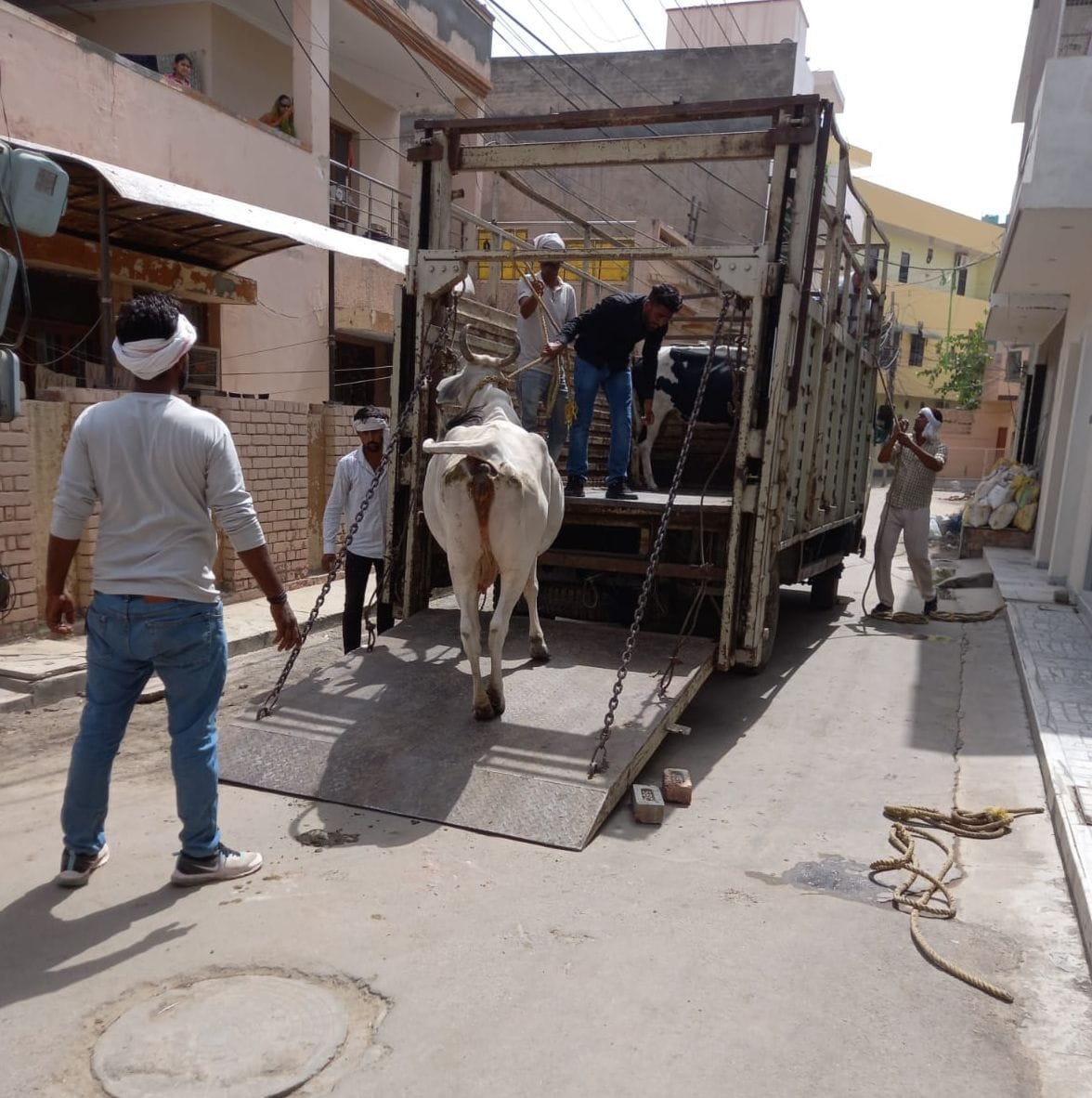 Demand for two riders, got one, cattle ranchers roamed around the team fearlessly