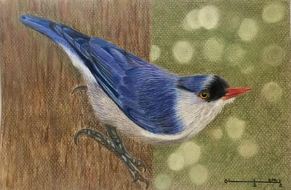 world Environment Day 2022 Van Anusandhan Sansthan Where you will see exclusive bird Group
