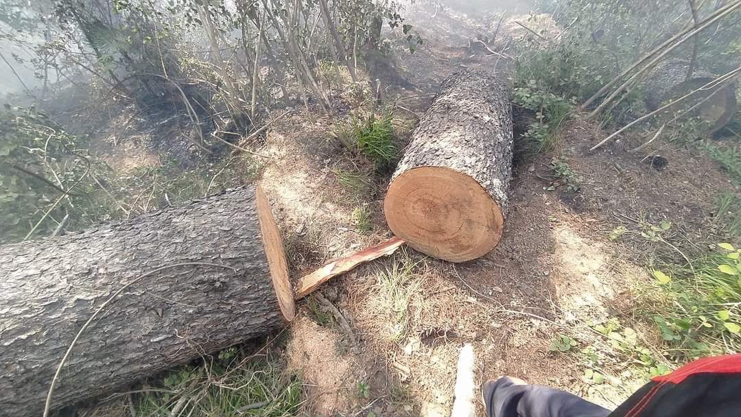 Tree cutting case: Forest department complained after three days