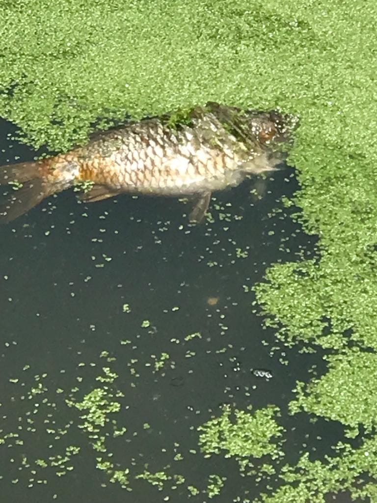 The water of the pond of Himuda Colony became poison, the fish were dying