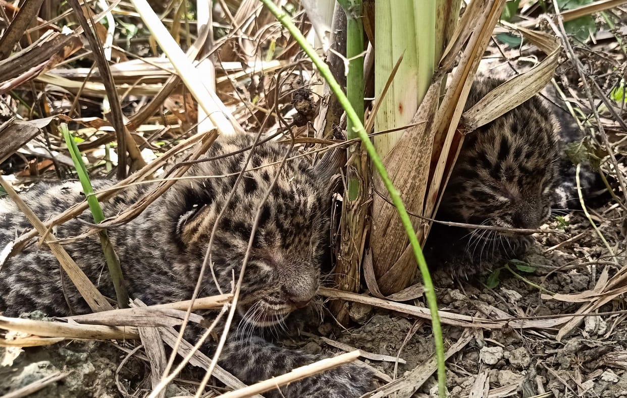 Seeing the female leopard with two cubs, the senses of the farmers flew away, the leopard ran away due to the noise
