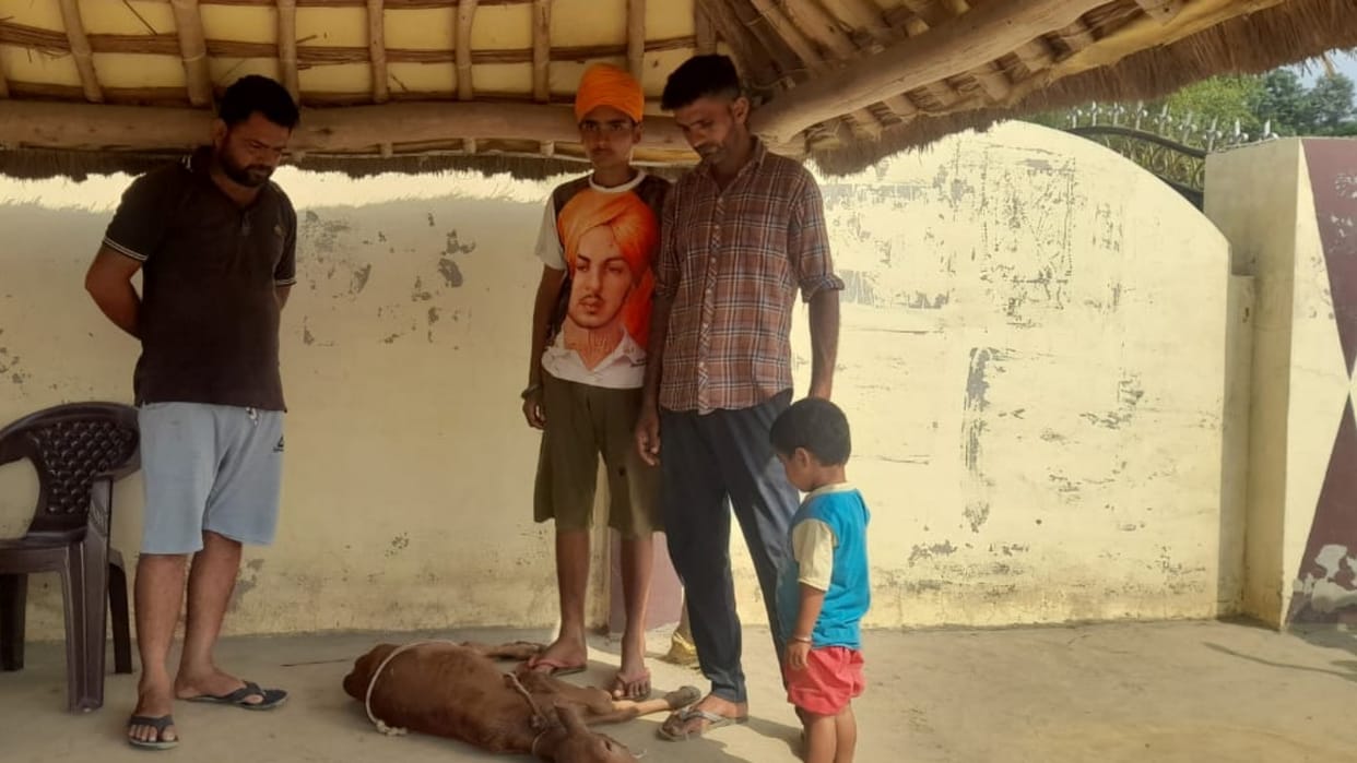 Shahjahanpur leopard killed calf villagers in anger and terror
