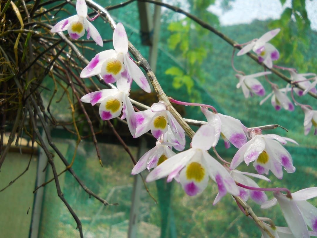 35 species of orchids in the Botanical Garden became the center of attraction of the tourists