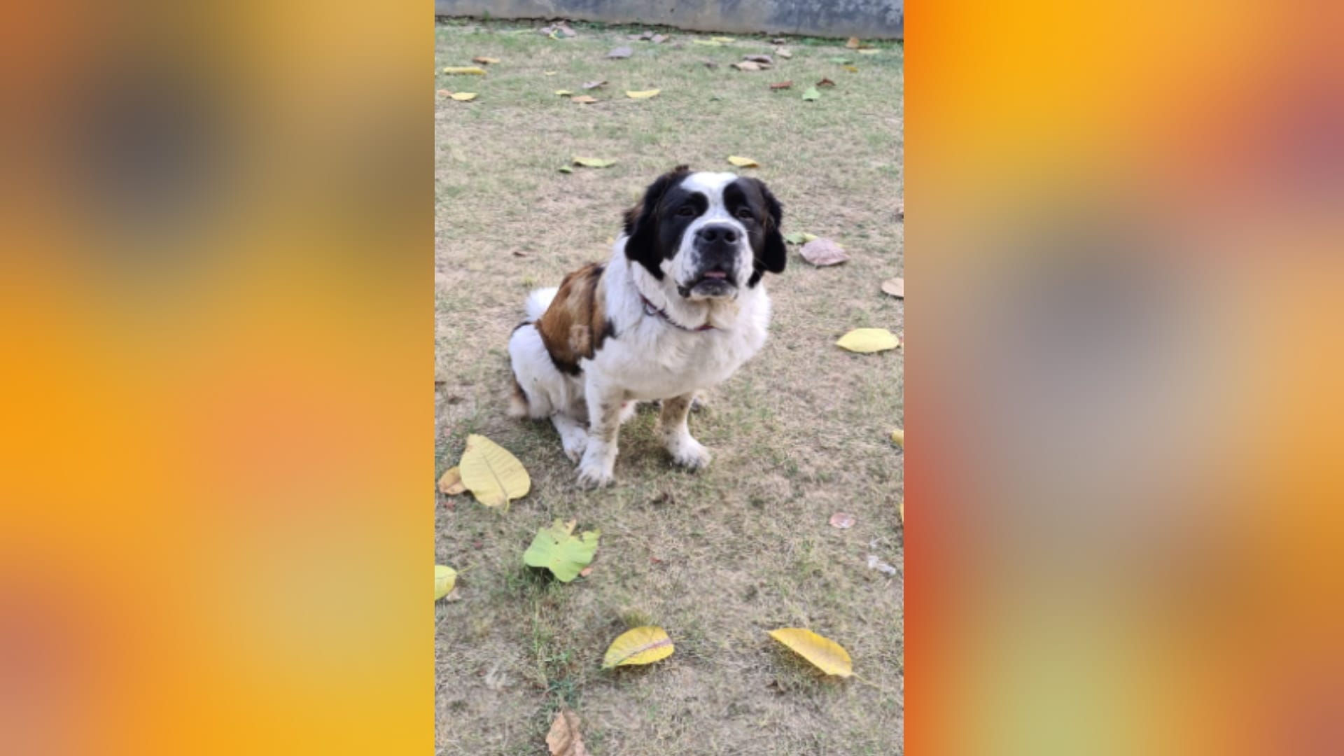 Meerut News: Big preparations for birthday of dog, menu is like a wedding feast