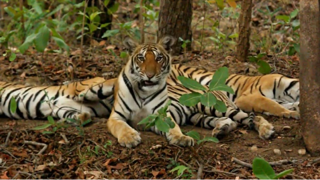 Seoni: The tigress was seen playing with the cubs in Pench Tiger Reserve, the sight was captured in the camera