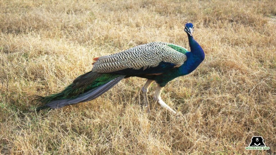 Katni A Youth Made Reel Of Snatching Wings Of Peacock, DFO to Arrest