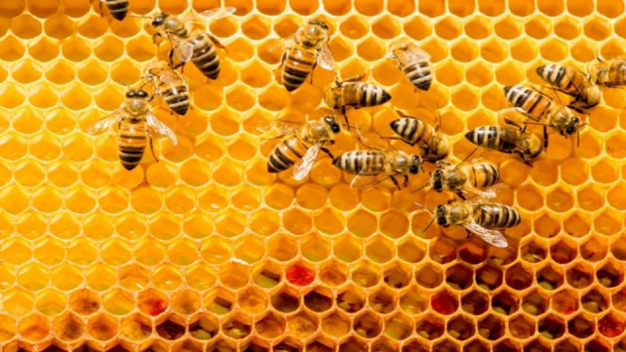 Millions of bees died due to eating sugar in Aligarh police registered a case