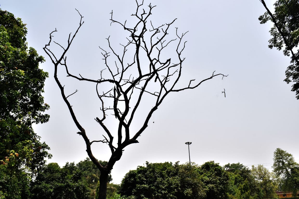 The sun rained fire throughout the day, the temperature rose by 3.8 degrees
