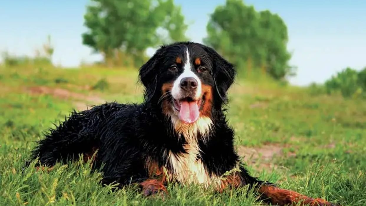 Gwalior News: Teacher thrashed neighbor's dog with sticks and punished him for toilet at the door