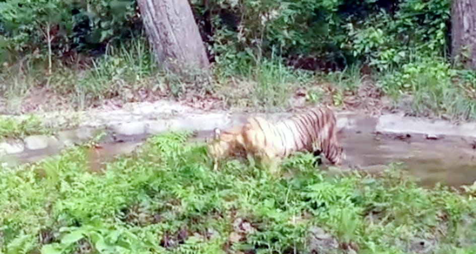 Tiger was seen having fun in the water hole of Dudhwa forest