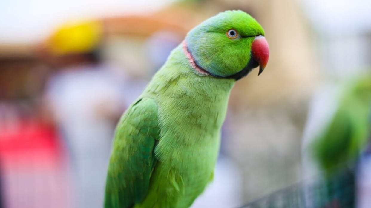 Khargone: Parrots were being smuggled by hiding in the bus, police caught three accused with 150 parrots, seized the bus