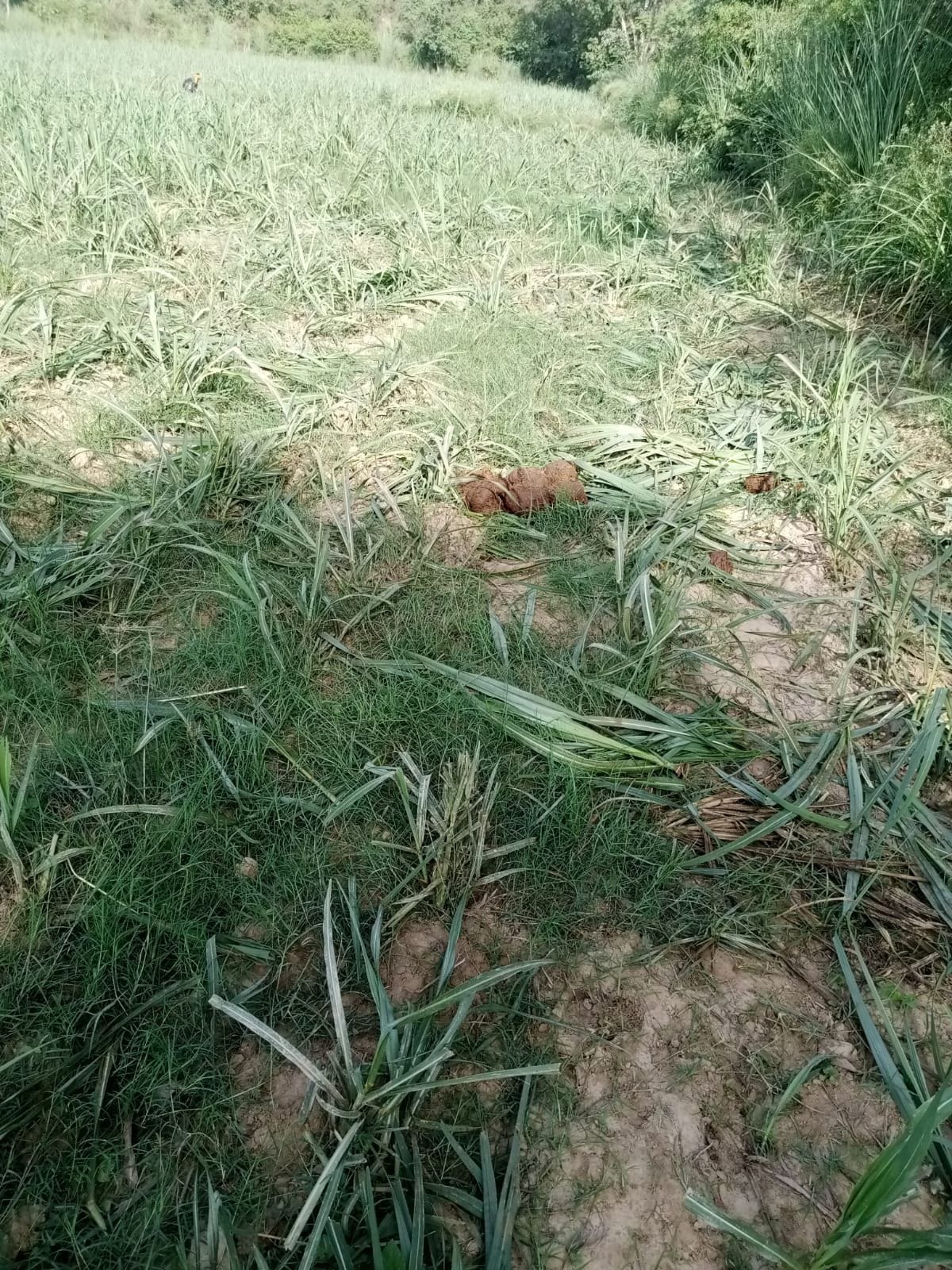 Herd of elephants trampled the crop