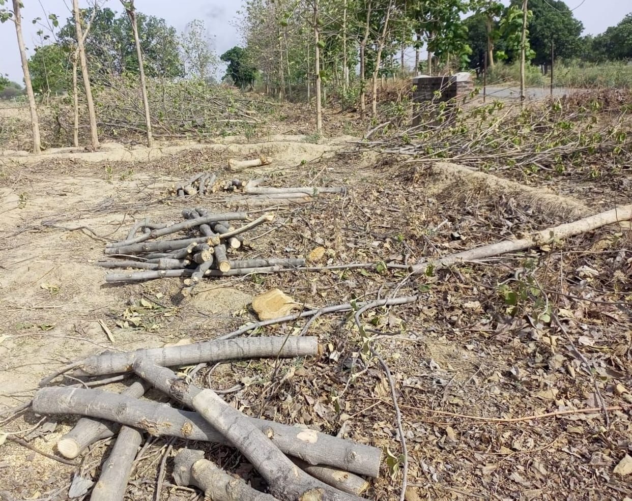 Kanpur dehat : More than two hundred green trees cut down in Dhikchi, caught a tractor trolley laden with wood