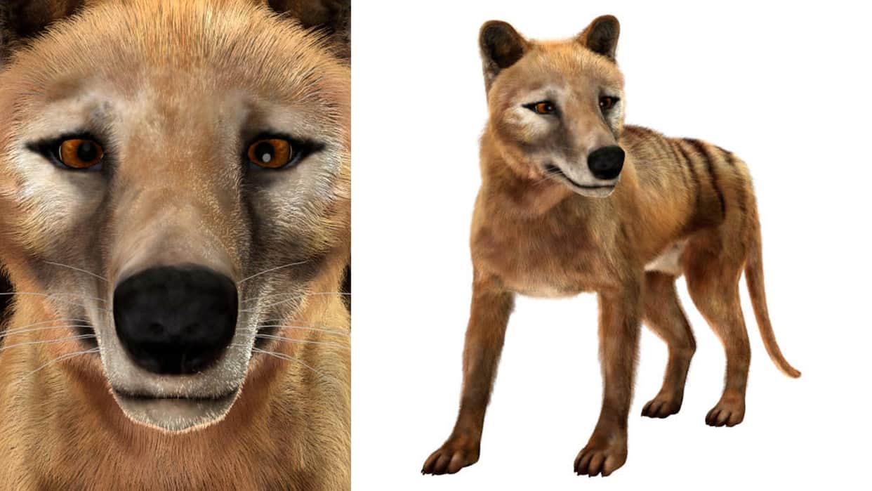 Scientists Plan to Give Life to Extinct Tasmanian Tiger News in Hindi