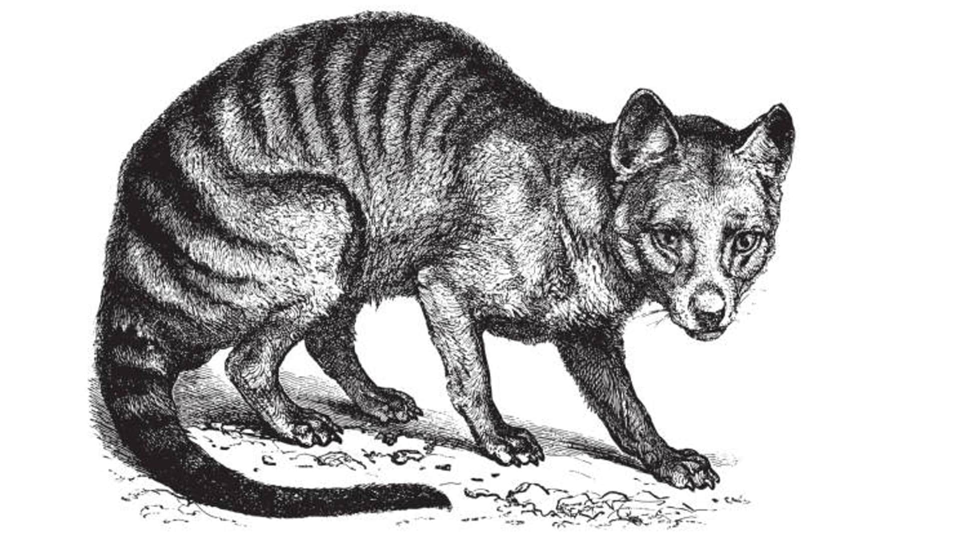Scientists Plan to Give Life to Extinct Tasmanian Tiger News in Hindi