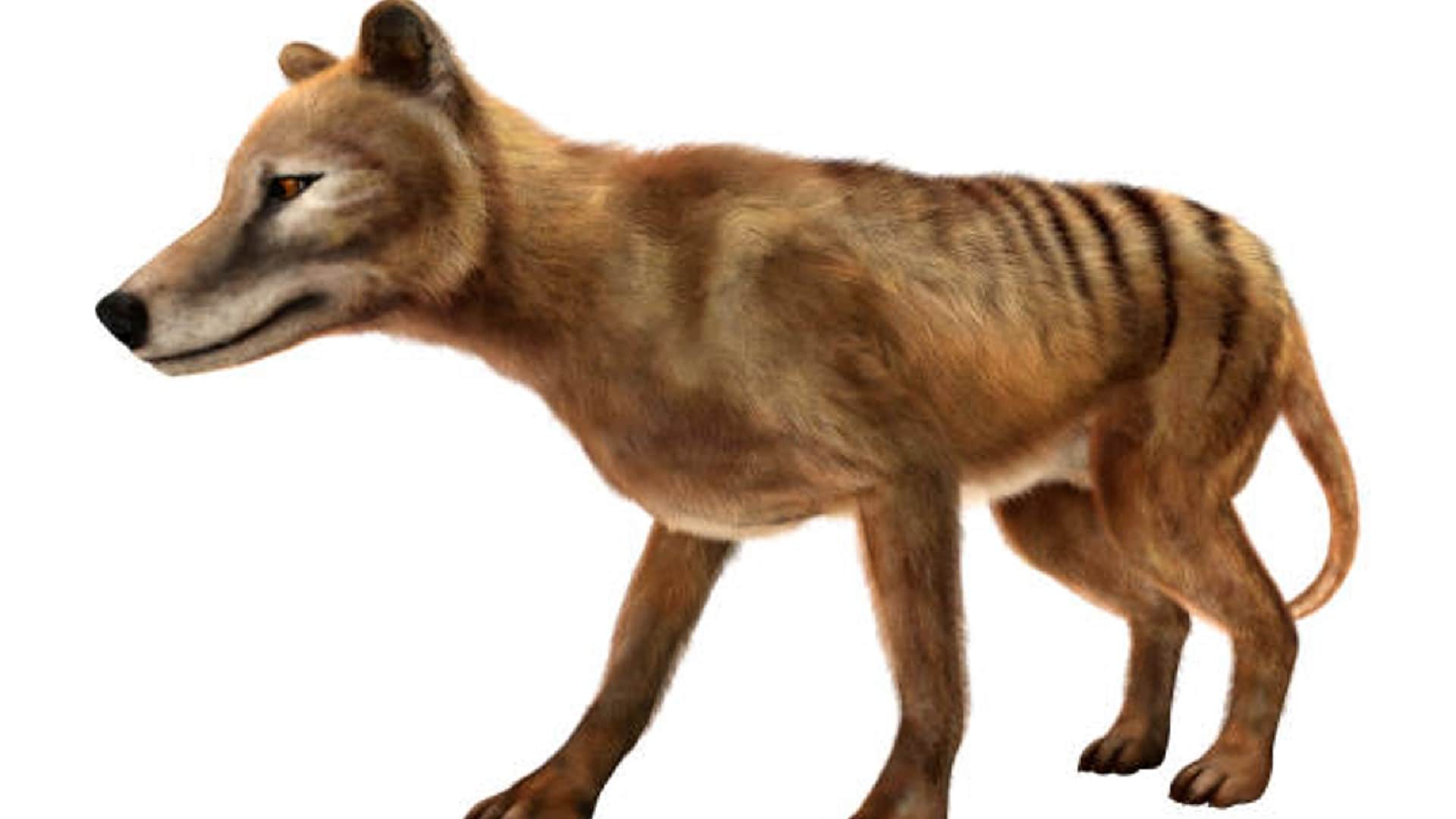Scientists Plan to Give Life to Extinct Tasmanian Tiger News in Hindi