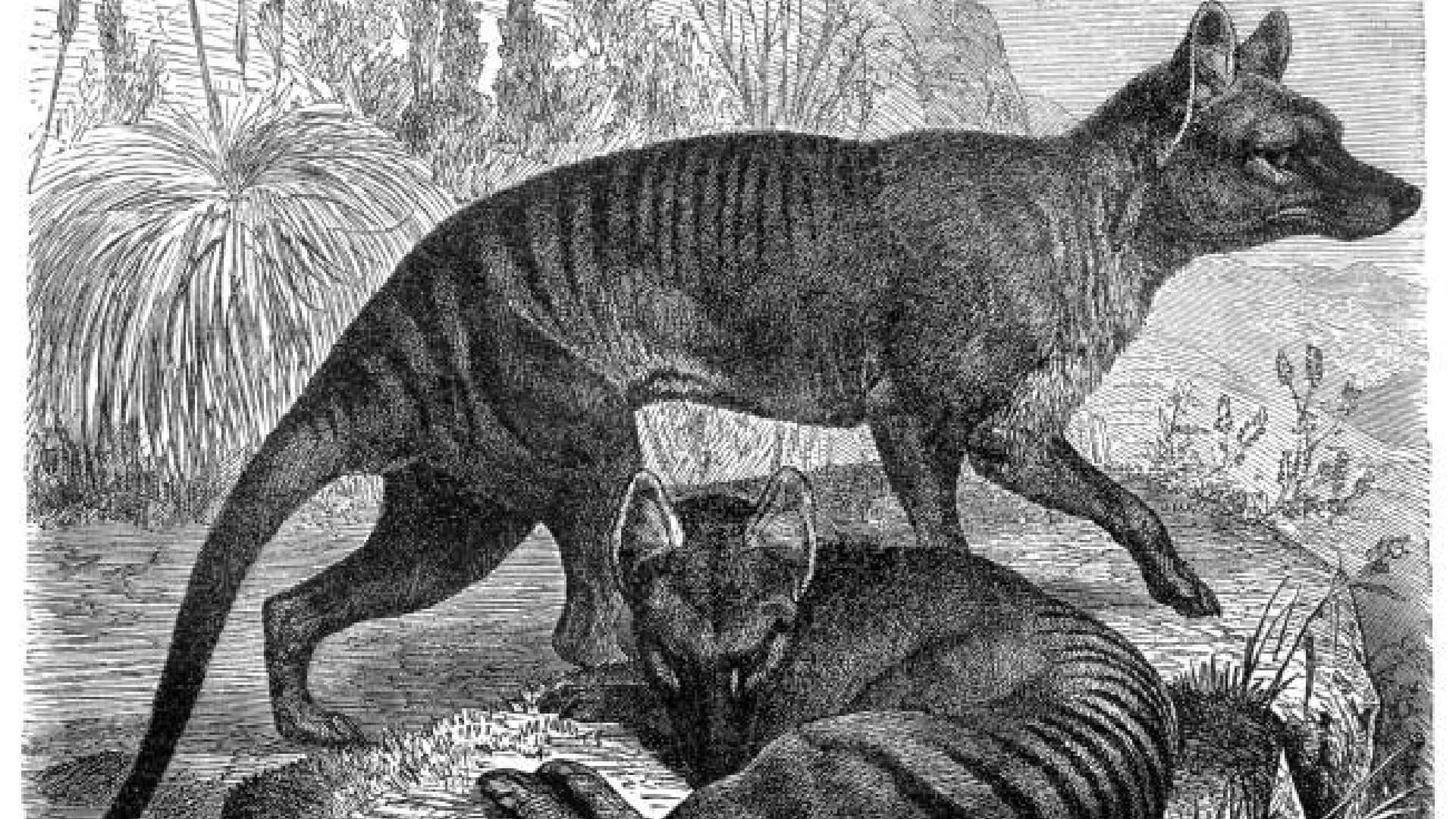 Scientists Plan to Give Life to Extinct Tasmanian Tiger News in Hindi