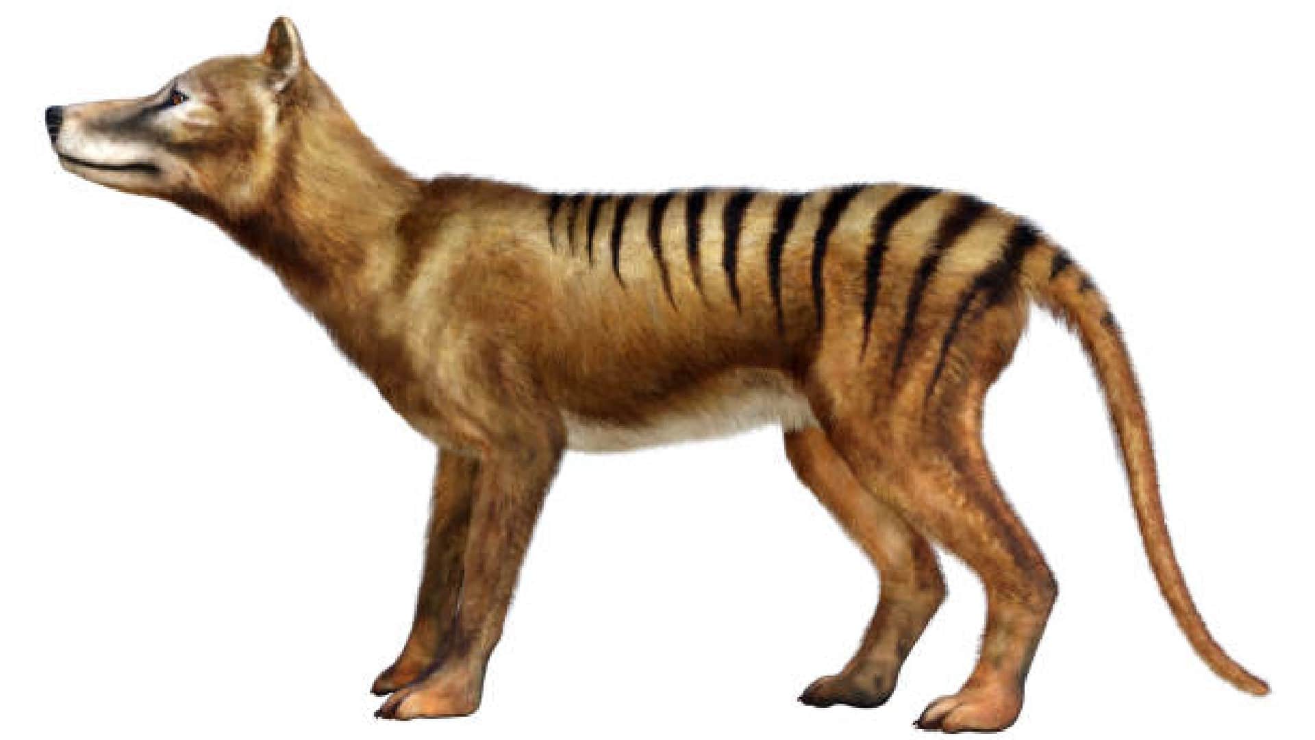 Scientists Plan to Give Life to Extinct Tasmanian Tiger News in Hindi