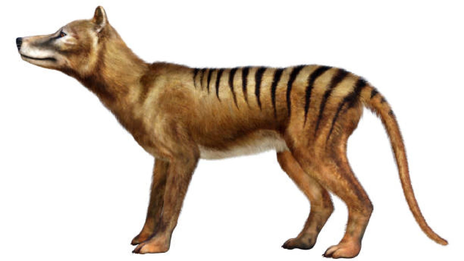 Scientists Plan to Give Life to Extinct Tasmanian Tiger News in Hindi