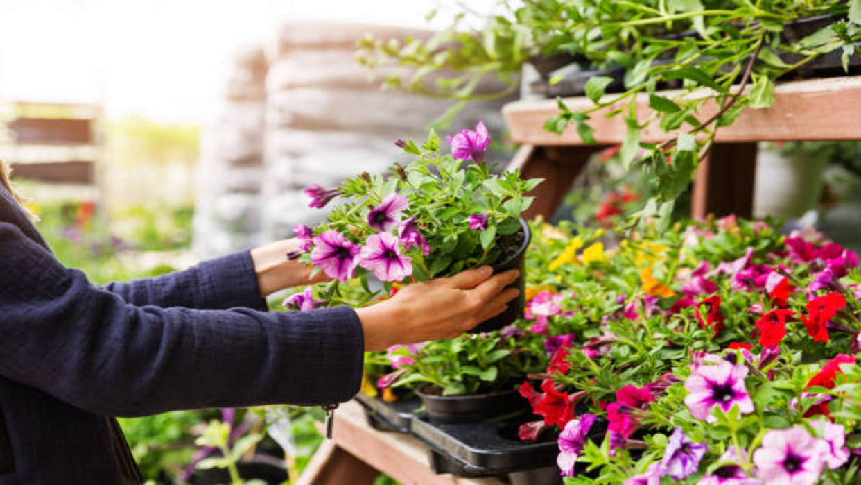 Lucky Flower Plant for home These 5 Magical Flowers Reduce Stress in Your Life
