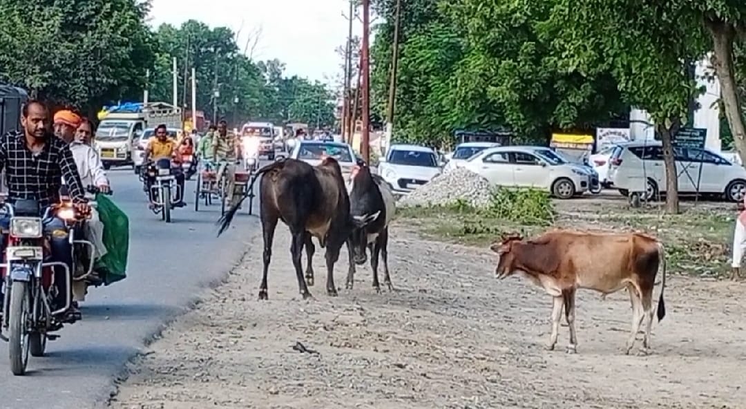 The gathering of free animals on the main roads