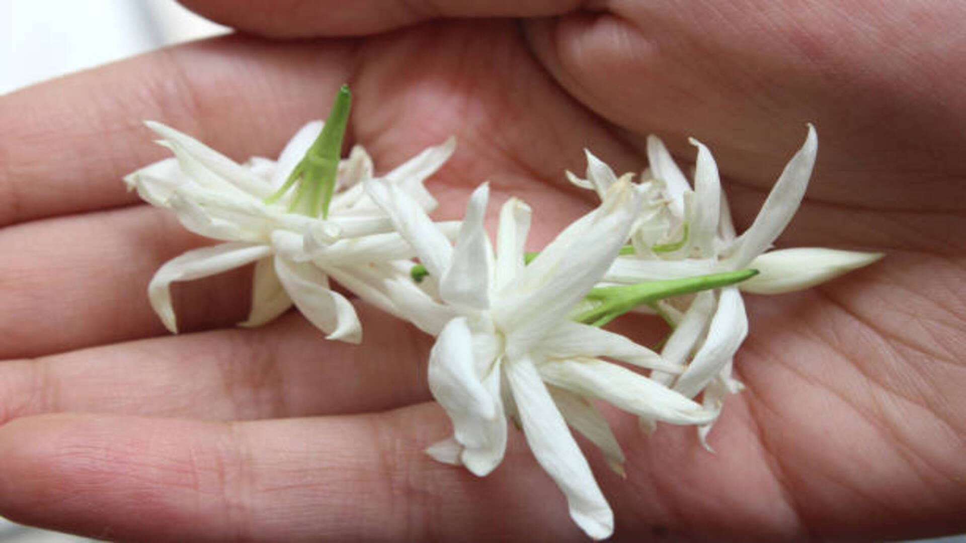 Lucky Flower Plant for home These 5 Magical Flowers Reduce Stress in Your Life