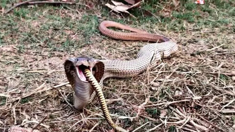 Chhattisgarh surguja Strange Incident Snake swallow bigger snake than itself