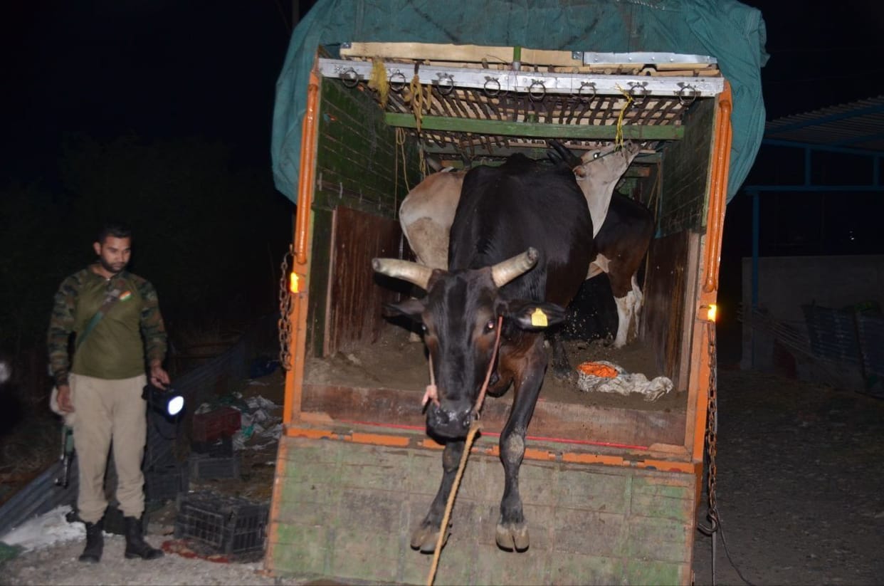 15 cattle freed, two smugglers arrested