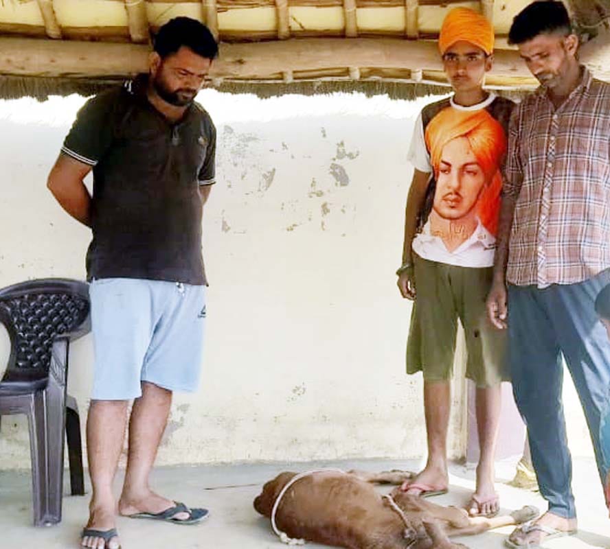 Leopard kills calf at farm house