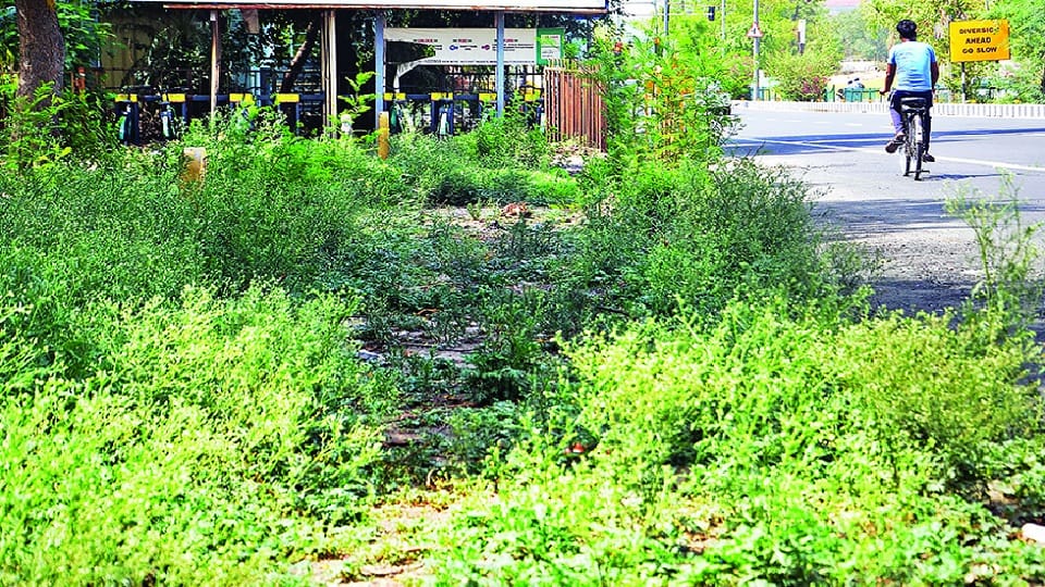 Condition of cycle track in Delhi is bad, encroachment made things worse