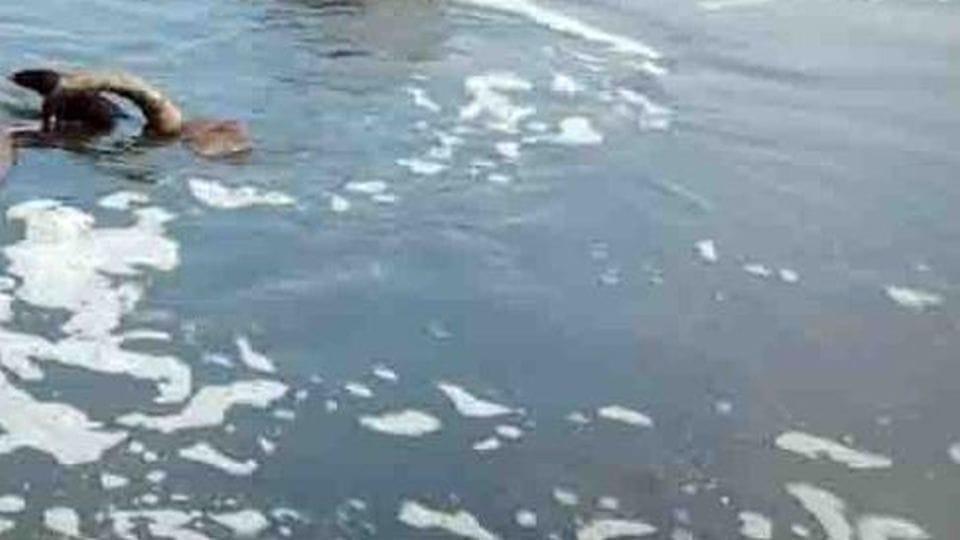 12 buffaloes die after drinking poisonous water from factories in Mathura