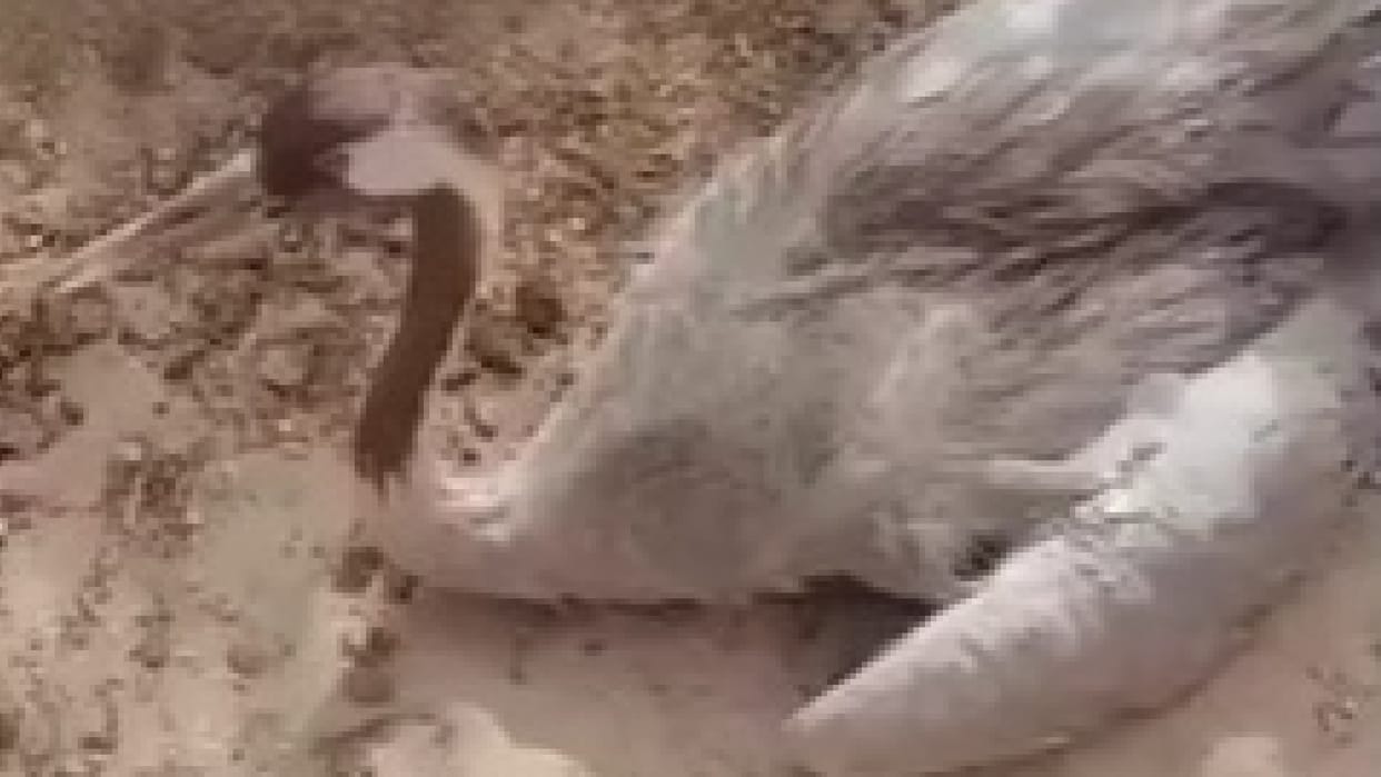 Suspected bird found in barmer near Indo-Pak border was released for research by Mumbai Natural History Society