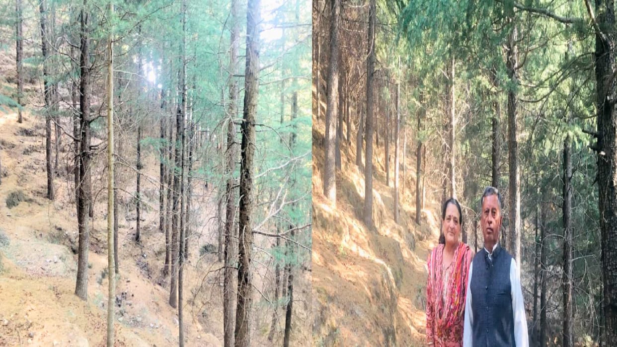 Environment protection: Farmer has grown a green forest of 13 thousand devdar on 75 bighas of land