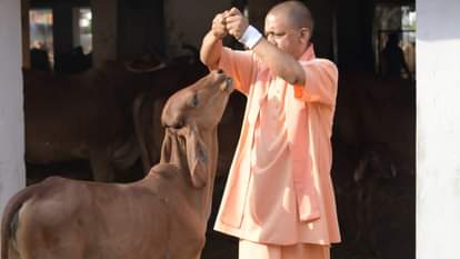 गाय के बछड़ों को गुड़ खिलाते सीएम योगी।