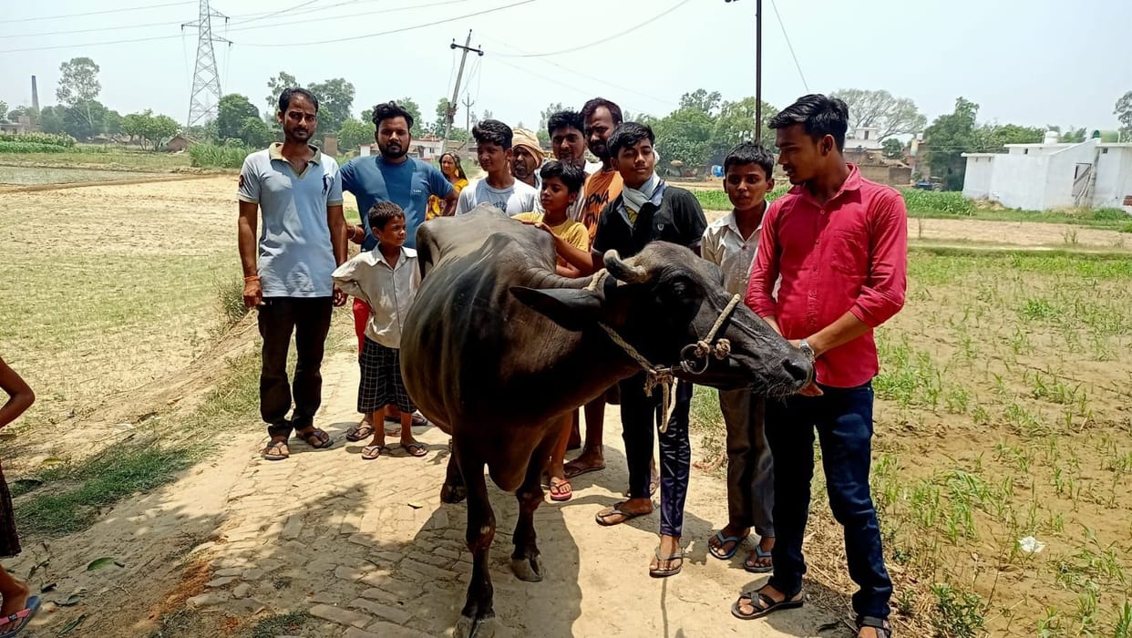 buffalow chori