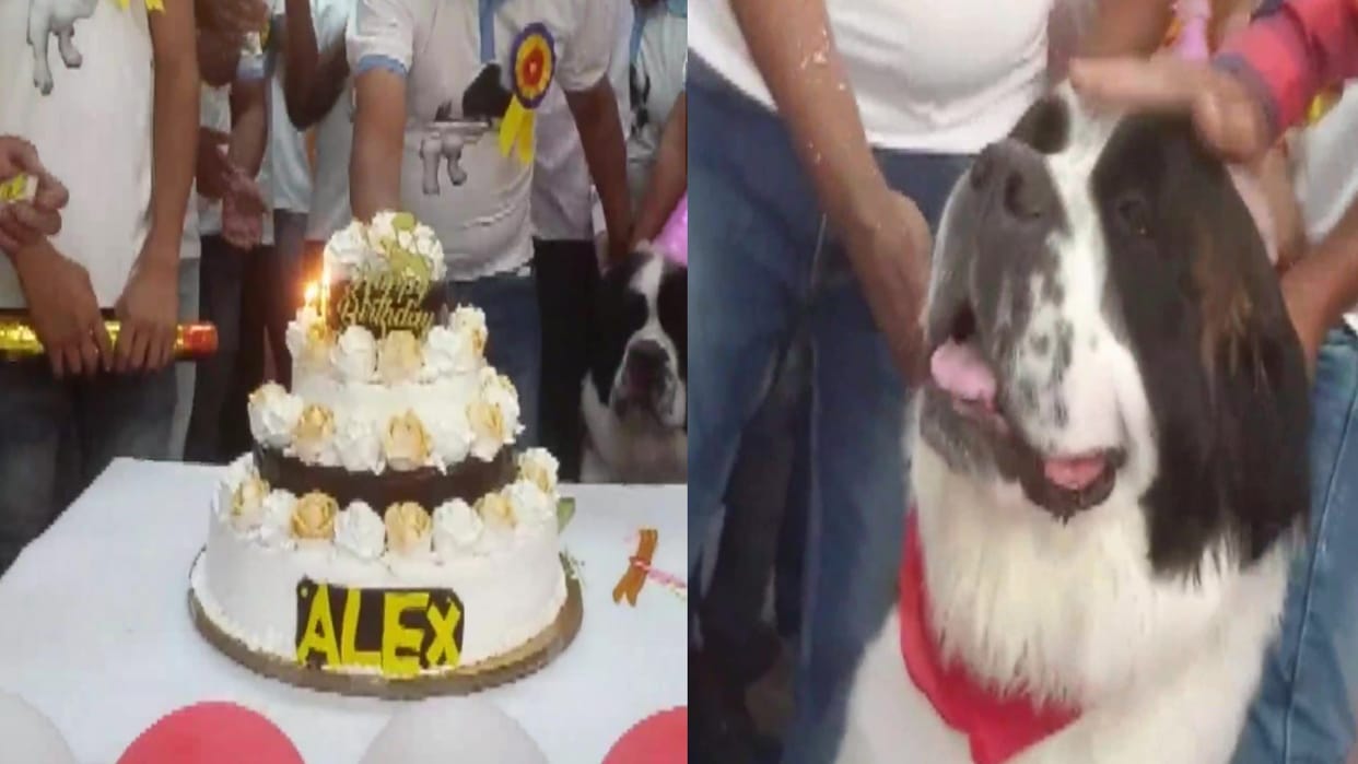 Greater Noida: A resort will be built for pet dogs, you will be able to celebrate birthday party with a walk