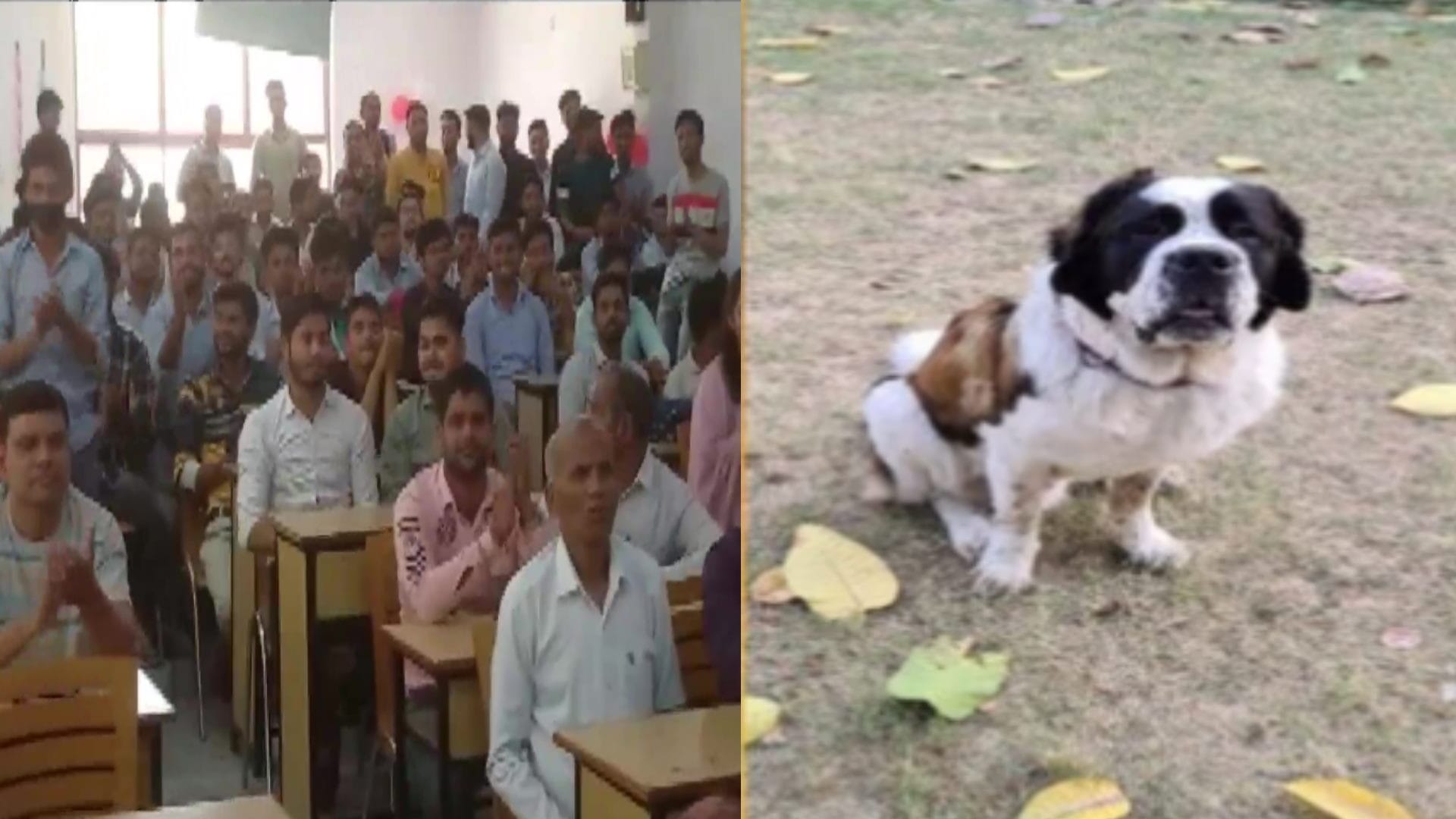 Meerut man, Dr Shamim celebrated his dog birthday and invited around 250 people to the party
