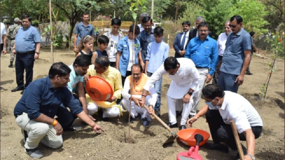 World Environment Day: Ankur campaign of the state started bringing color, lakhs of saplings were planted, CM is planting a sapling every day