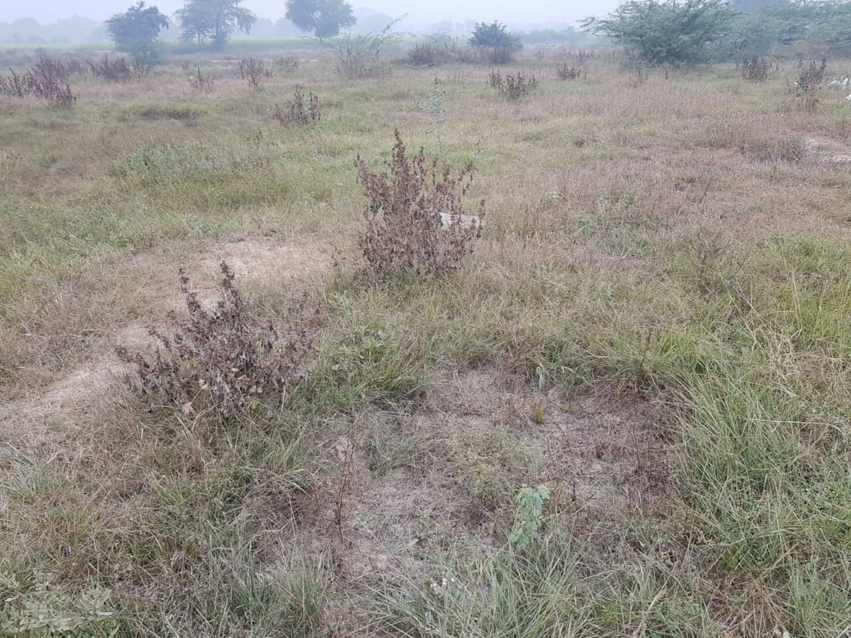 Environment Day: Etah's greenery reached Hathras-Firozabad