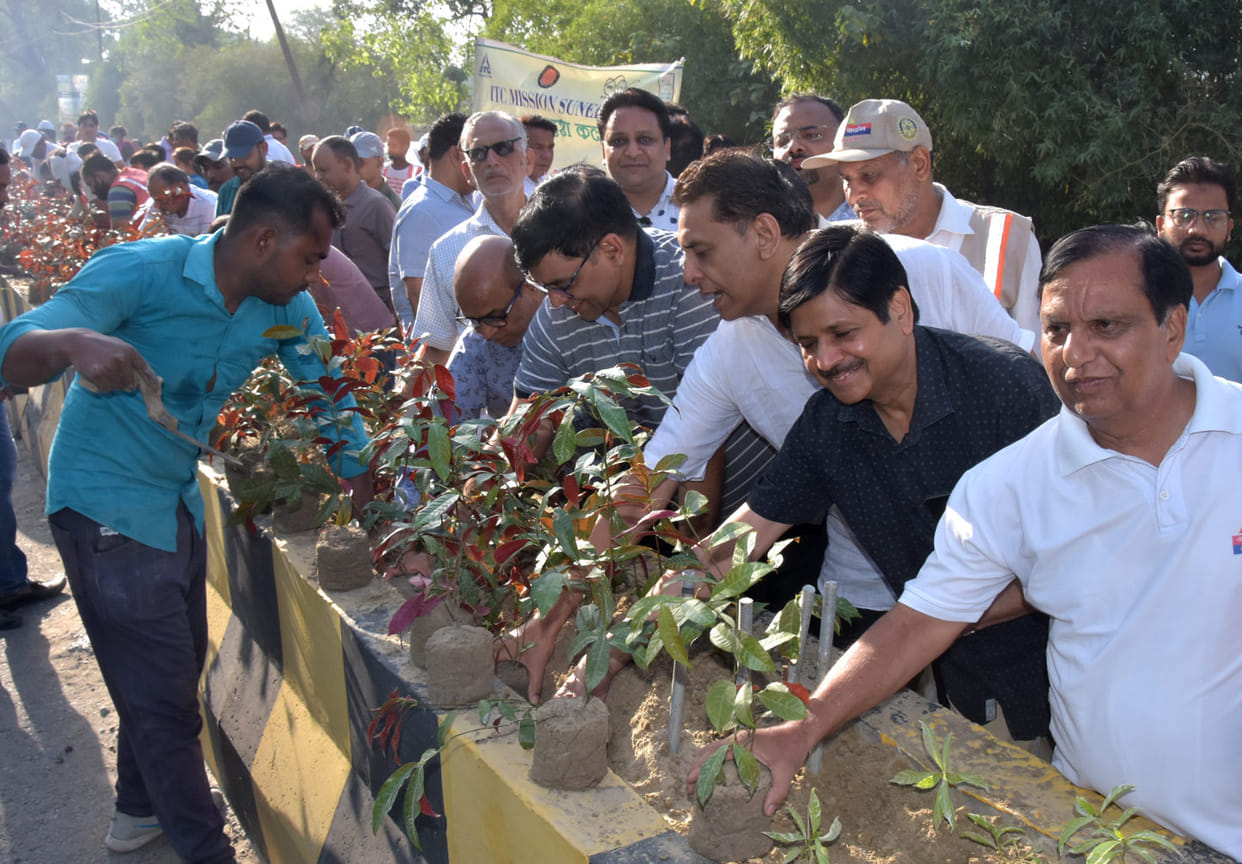 Eight thousand plants planted in the middle of the divider