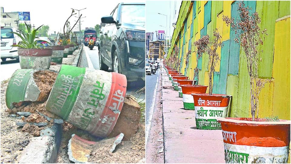 plants withered and tree guards broken on roadside due to negligence in agra