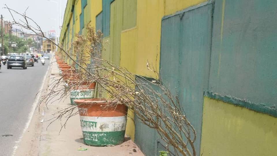 plants withered and tree guards broken on roadside due to negligence in agra