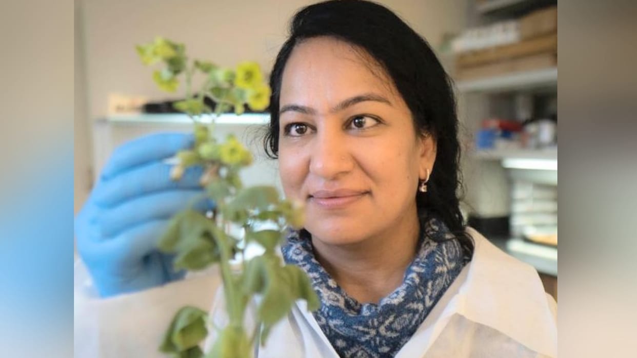 Oklahoma State University USA scientist Poonam Sharma testing on plant diseases