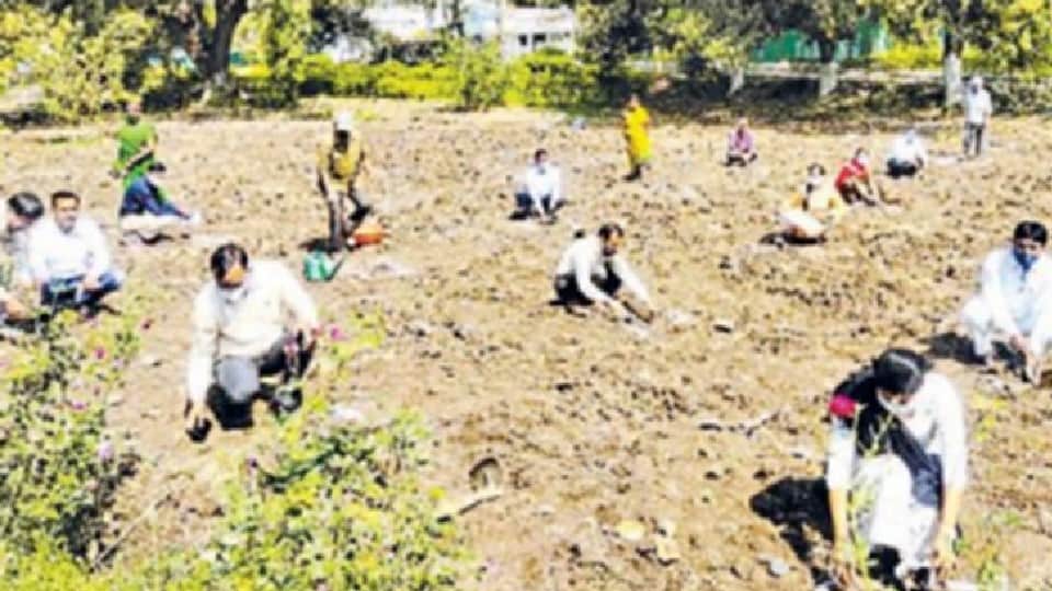 World Environment Day: Ankur campaign of the state started bringing color, lakhs of saplings were planted, CM is planting a sapling every day