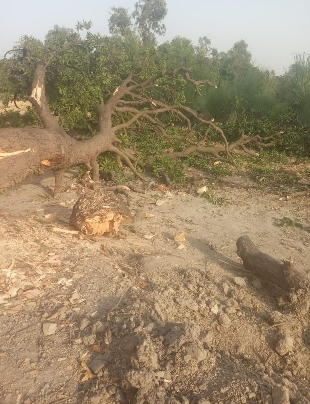 Illegal cutting of trees instead of plantation on world environment day