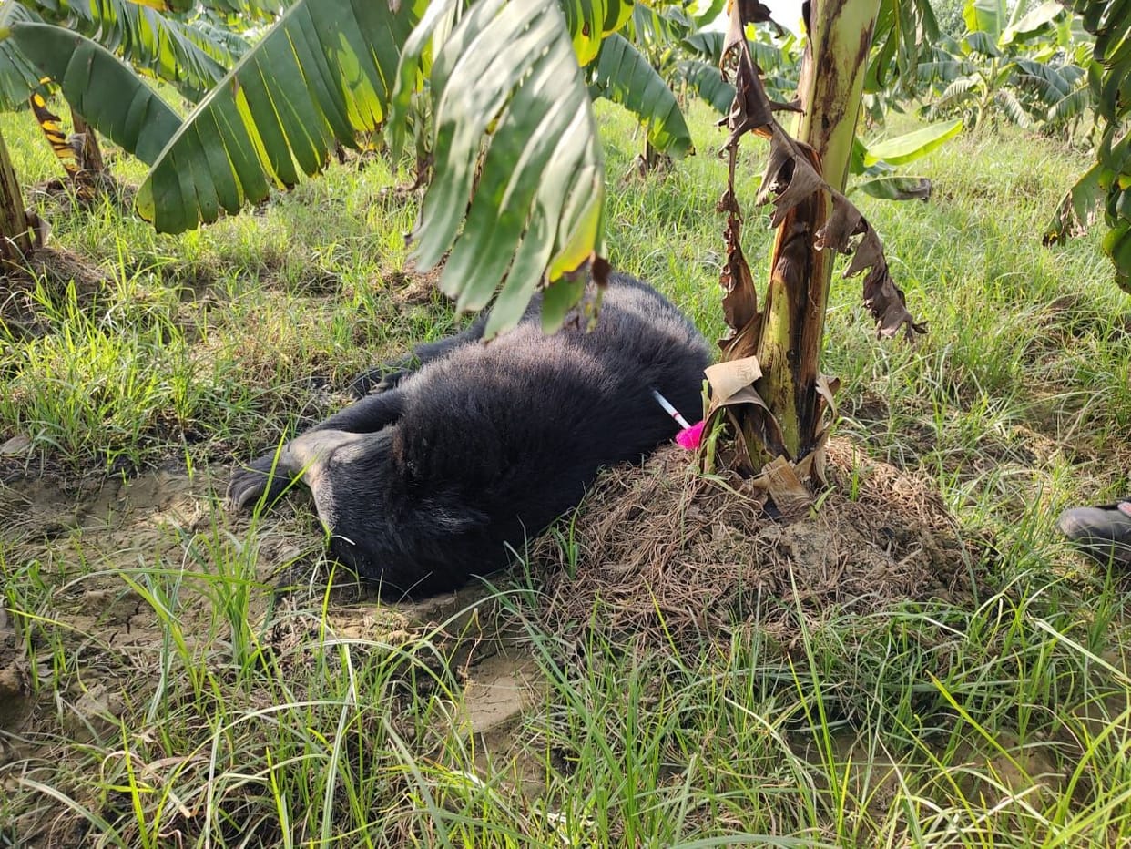 Bear caught in Faridpur will be released in the forest of Pilibhit