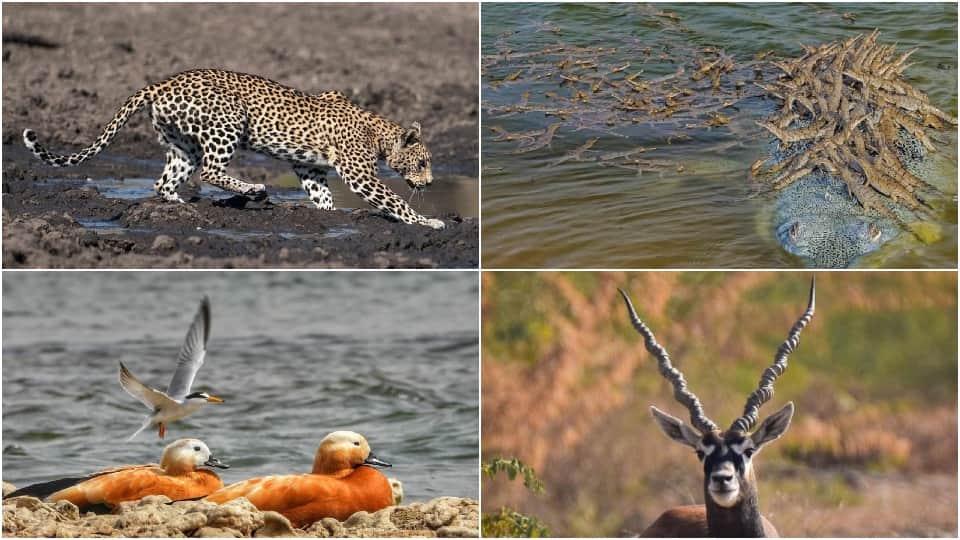 World Environment Day 2022 Rare Aquatic Creatures Are Being Conserved In Chambal River