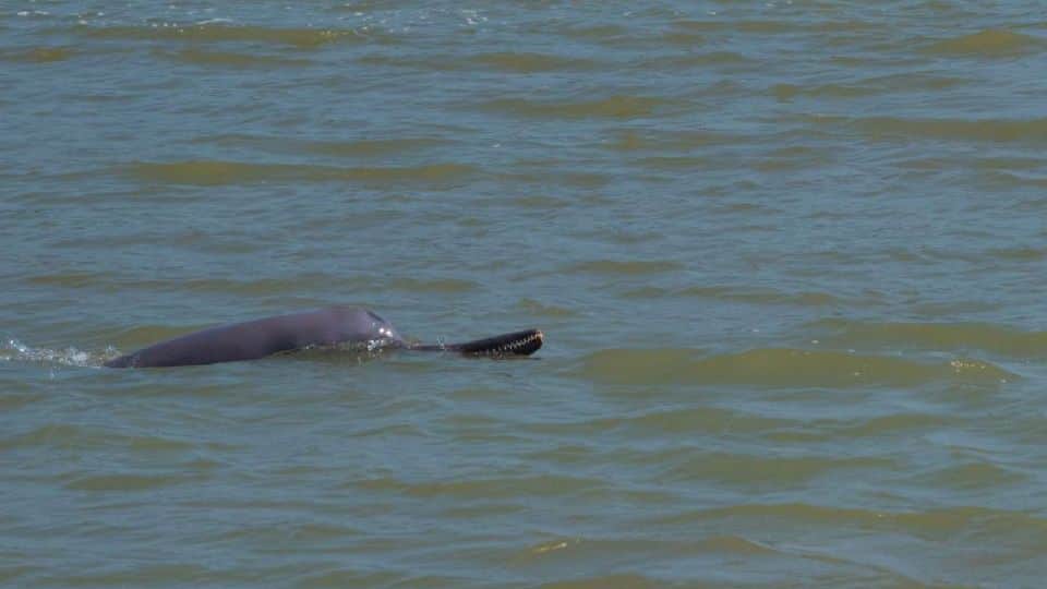 World Environment Day 2022 Rare Aquatic Creatures Are Being Conserved In Chambal River