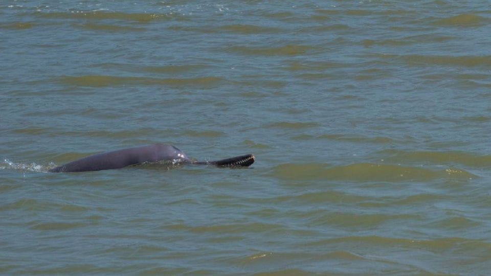 World Environment Day 2022 Rare Aquatic Creatures Are Being Conserved In Chambal River
