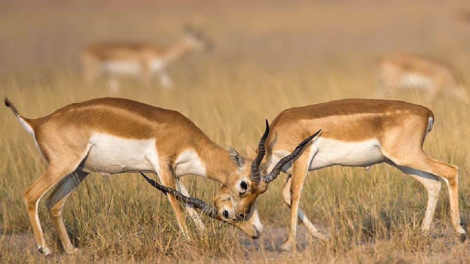 World Environment Day 2022 Rare Aquatic Creatures Are Being Conserved In Chambal River